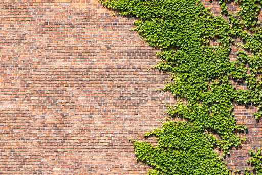 Brick Wall effect & crawling Ivy Custom Wallpaper Mural