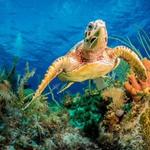 Hawksbill turtle swimming through Caribbean reef 1x Collection - Pictowall Custom Wallpaper