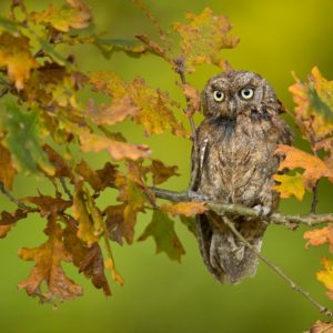 Eurasian scops owl 1x Collection - Pictowall Custom Wallpaper