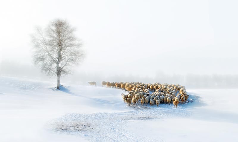 In Snow 1x Collection - Pictowall Custom Wallpaper