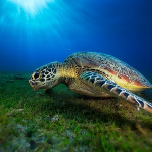 Green turtle 1x Collection - Pictowall Custom Wallpaper