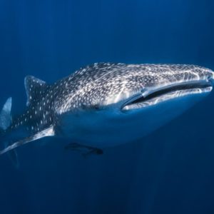 Whale Shark 1x Collection - Pictowall Custom Wallpaper