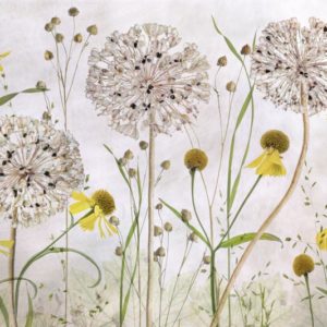 Alliums and heleniums 1x Collection - Pictowall Custom Wallpaper