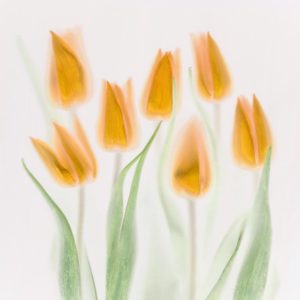 Golden Tulips 1x Collection - Pictowall Custom Wallpaper