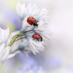 Ladybirds 1x Collection - Pictowall Custom Wallpaper