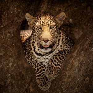 Leopard Resting on a Tree at Masai Mara 1x Collection - Pictowall Custom Wallpaper