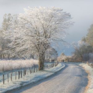 A Frosty Morning 1x Collection - Pictowall Custom Wallpaper