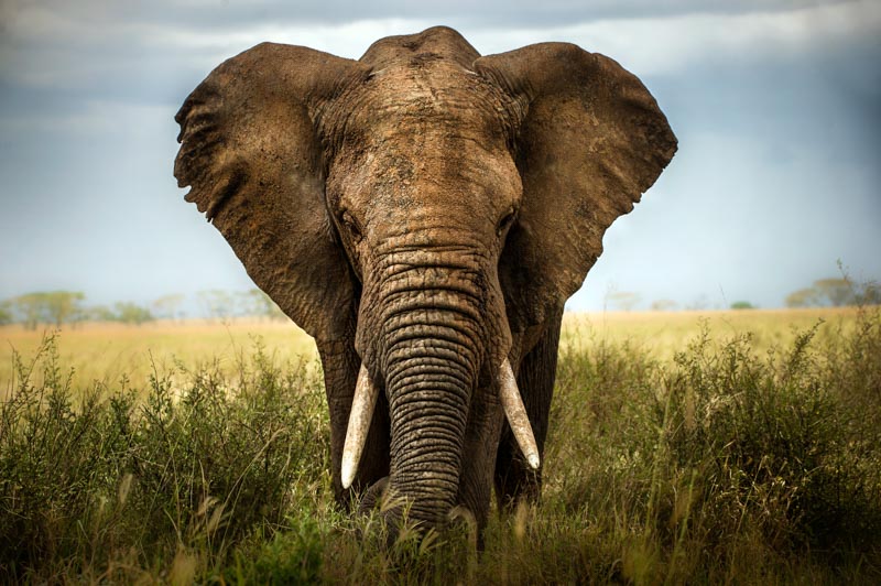 Encounters in Serengeti 1x Collection - Pictowall Custom Wallpaper
