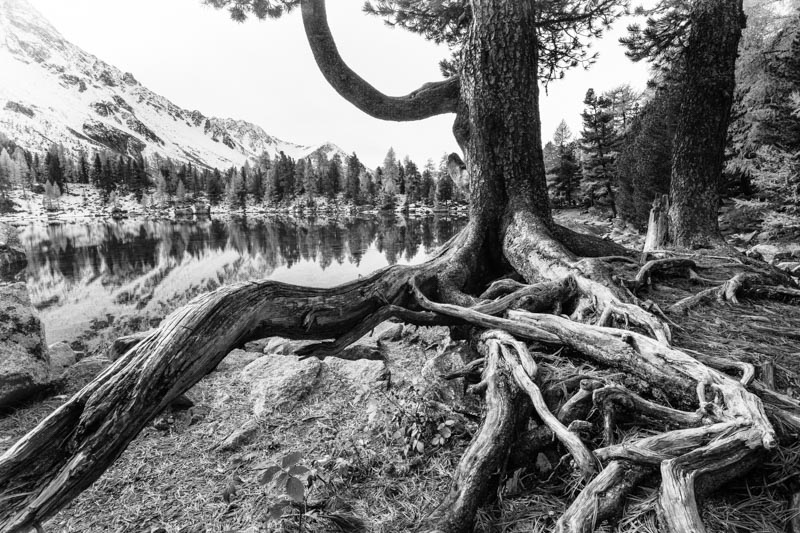 Old Tree 1x Collection - Pictowall Custom Wallpaper
