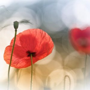 Morning Poppies 1x Collection - Pictowall Custom Wallpaper