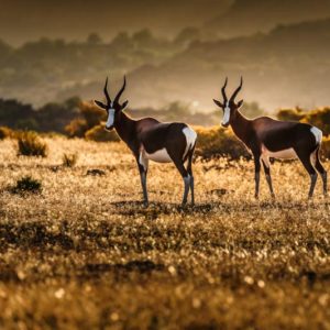 Cederberg Mountains - Bontebok Couple 1x Collection - Pictowall Custom Wallpaper