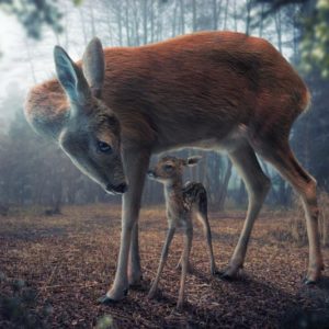 Mother and Fawn 1x Collection - Pictowall Custom Wallpaper