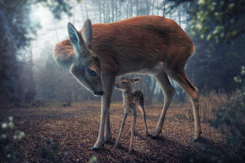 Mother and Fawn 1x Collection - Pictowall Custom Wallpaper