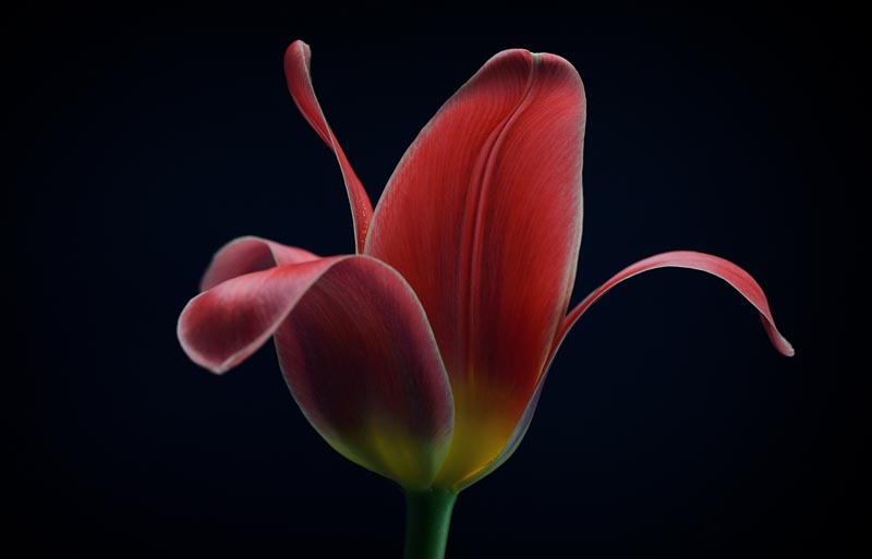 First Tulip 1x Collection - Pictowall Custom Wallpaper