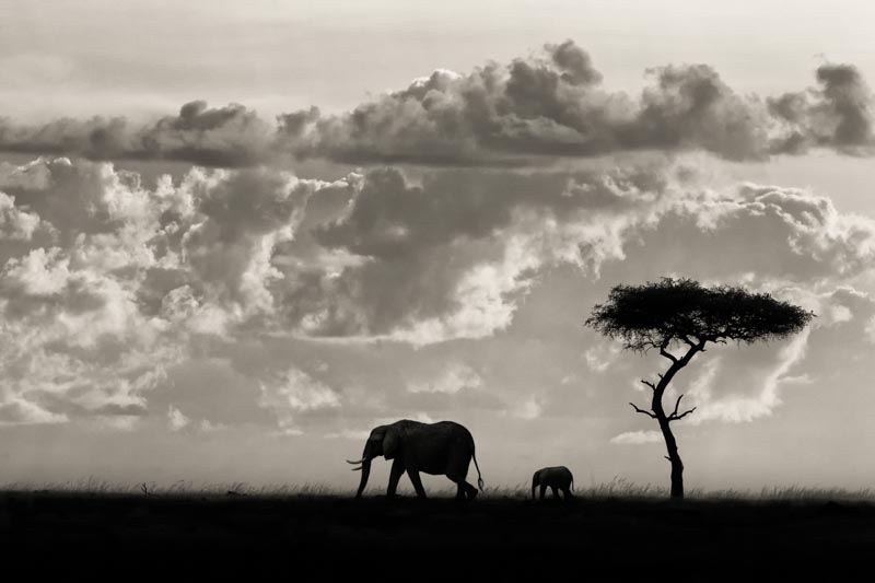 Silhouettes of Mara 1x Collection - Pictowall Custom Wallpaper