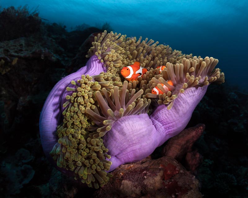 Clown Fish with Magnificent Anemone 1x Collection - Pictowall Custom Wallpaper