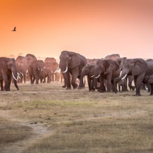 Amboseli Morning Stroll to Starbucks 1x Collection - Pictowall Custom Wallpaper