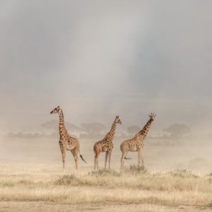 Weathering the Amboseli Dust Devils 1x Collection - Pictowall Custom Wallpaper