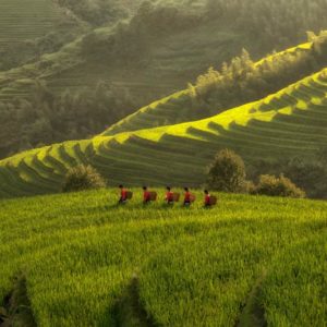 Five Ladies in Rice Fields 1x Collection - Pictowall Custom Wallpaper