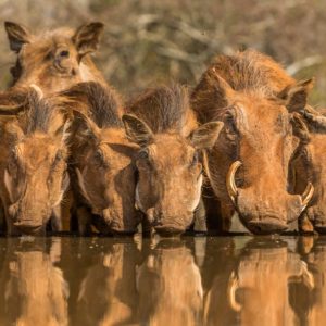 Warthog Family Reunion 1x Collection - Pictowall Custom Wallpaper