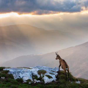 Chamois in Piatra Craiului Romania 1x Collection - Pictowall Custom Wallpaper