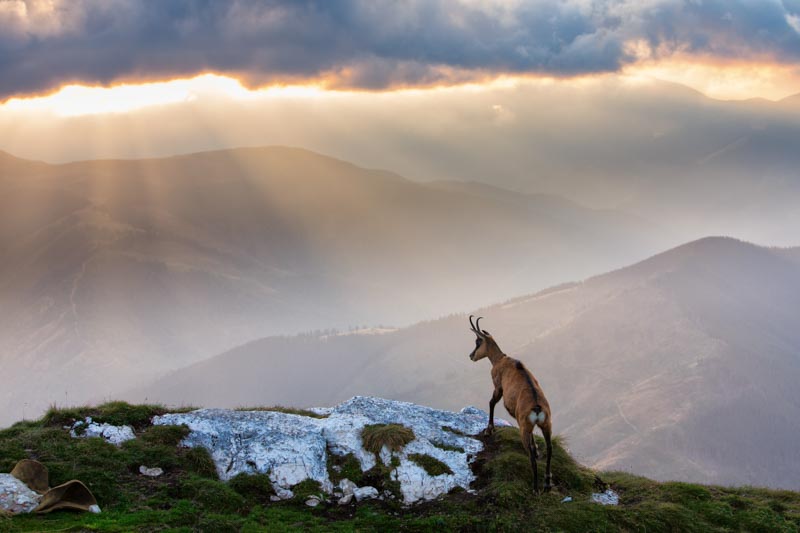 Chamois in Piatra Craiului Romania 1x Collection - Pictowall Custom Wallpaper