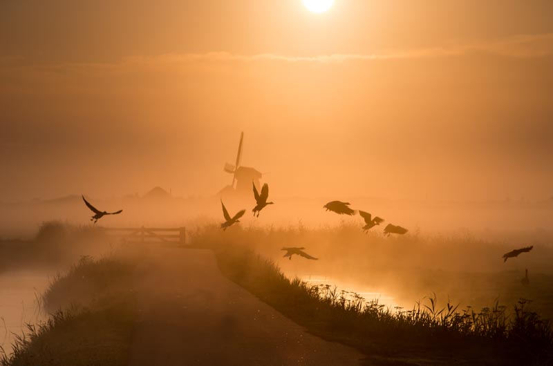 Sunrise Flight 1x Collection - Pictowall Custom Wallpaper