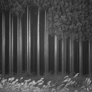 Afforestation 1x Collection - Pictowall Custom Wallpaper