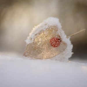 Physalis in Snow 1x Collection - Pictowall Custom Wallpaper