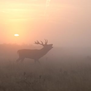 Misty Morning Stag 1x Collection - Pictowall Custom Wallpaper