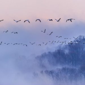 Snow Geese 1x Collection - Pictowall Custom Wallpaper