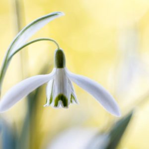 Snowdrops 1x Collection - Pictowall Custom Wallpaper