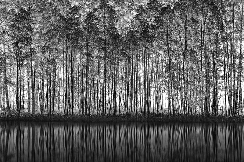 Pointillism Nature 1x Collection - Pictowall Custom Wallpaper
