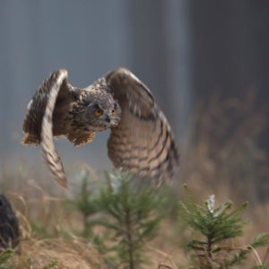 Eurasian Eagle-Owl 1x Collection - Pictowall Custom Wallpaper