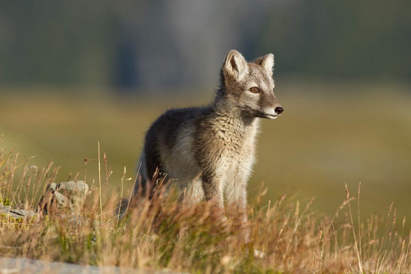 Arctic Fox Puppie 1x Collection - Pictowall Custom Wallpaper