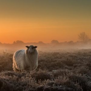 Sheep in the Mist 1x Collection - Pictowall Custom Wallpaper