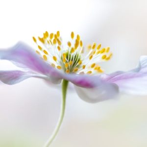 Wood Anemone 1x Collection - Pictowall Custom Wallpaper