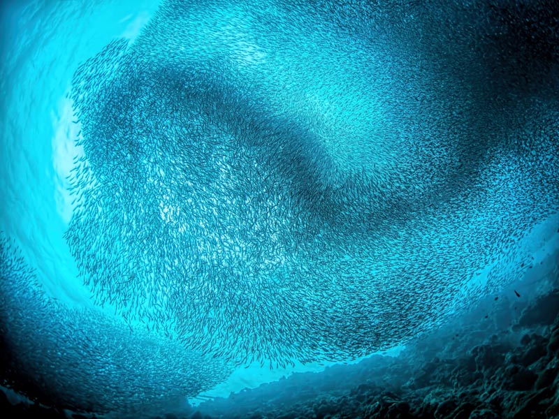Schooling Sardines 1x Collection - Pictowall Custom Wallpaper