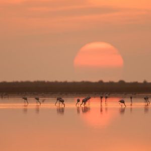 Flamingos at Sunrise 1x Collection - Pictowall Custom Wallpaper