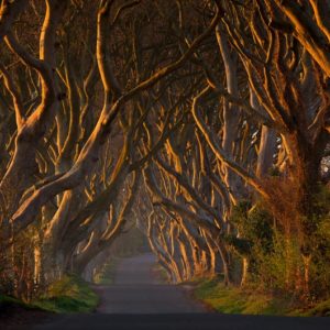 The Dark Hedges in the Morning Sunshine 1x Collection - Pictowall Custom Wallpaper