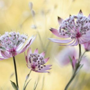 Astrantia 1x Collection - Pictowall Custom Wallpaper