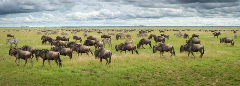 Great Migration in Serengeti Plains 1x Collection - Pictowall Custom Wallpaper