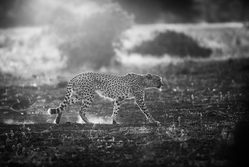 Backlit Cheetah 1x Collection - Pictowall Custom Wallpaper