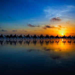 Sunset Camel Ride 1x Collection - Pictowall Custom Wallpaper