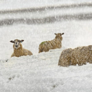 Buckden snow sheep Wallpaper mural