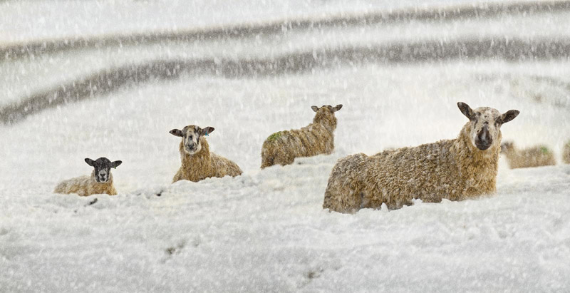 Buckden snow sheep Wallpaper mural