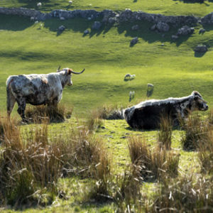 Dales cows at pasture Wallpaper mural