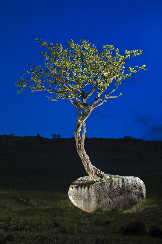 Erratic Boulder Tree Wallpaper mural