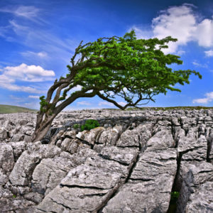 Lone Tree Twiselton Scar Wallpaper mural