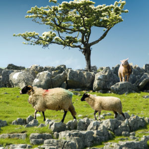 Lost sheep Malham Moor Wallpaper mural